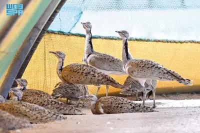 الحياة الفطرية تطلق 140 كائناً مهدداً بالانقراض في محمية الملك سلمان