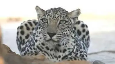 النمر العربي: قصة بقاء عمرها 500 ألف عام في مواجهة خطر الانقراض