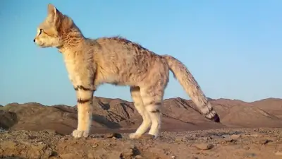 محمية الأمير محمد بن سلمان تسجل إنجازاً عالمياً في تتبع قط الرمال بـ635 ليلة مراقبة