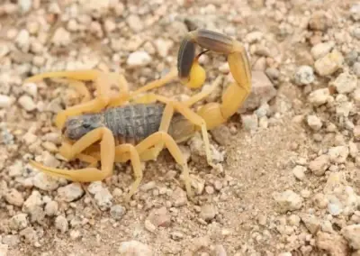 سعد الذابح يدخل.. بداية موسم العقارب في السعودية مع تحذيرات من نشاط الزواحف