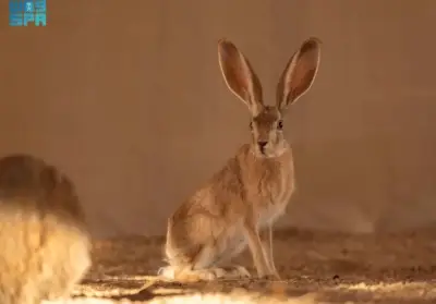 إعادة توطين الأرنب العربي في محمية الأمير محمد بن سلمان الملكية ضمن برنامج إعادة التوطين