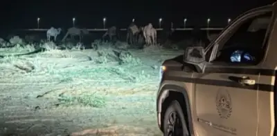 الأمن البيئي يضبط مخالفاً للرعي في محمية الملك عبدالعزيز الملكية