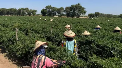 مزارع بريطانية في السنغال تزود المملكة المتحدة بالخضروات: فرص وتحديات بيئية