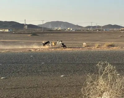 تزايد الكلاب الضالة في أسواق المواشي والأعلاف بشرق عفيف يهدد سلامة المارة