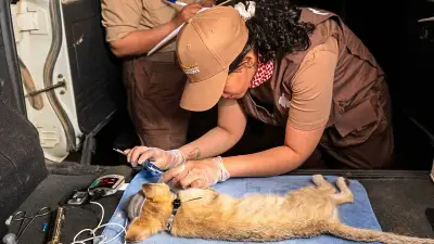 محمية الأمير محمد بن سلمان تحقق إنجازًا عالميًا بتتبع قطط الرمال عبر أطواق GPS