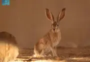 إعادة توطين الأرنب العربي في محمية الأمير محمد بن سلمان الملكية ضمن برنامج إعادة التوطين