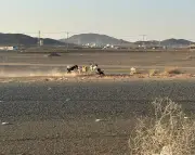 تزايد الكلاب الضالة في أسواق المواشي والأعلاف بشرق عفيف يهدد سلامة المارة