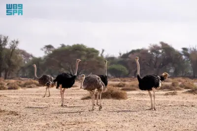 العلا تعزز ريادتها في صون الحياة الفطرية والتنوع الأحيائي