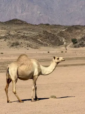 دراسة جديدة تكشف: تنوع النباتات يعزز قدرة المراعي الجافة على تحمل ضغط الرعي