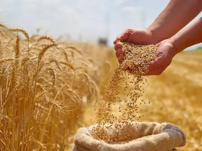 القمح القصيمي: منتج استراتيجي يعزز الأمن الغذائي ويغذي المطبخ الشعبي والصحة العامة