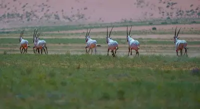 المركز الوطني للحياة الفطرية يطلق المرحلة الثالثة من مبادرة تصحيح أوضاع الكائنات غير المرخصة