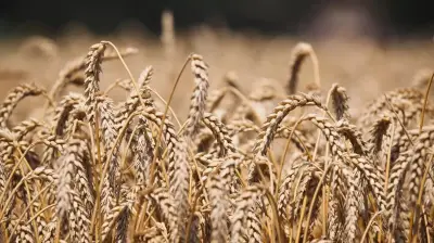 الحرب على إيران تهدد أمن الغذاء العالمي عبر شل تجارة أسمدة الخليج