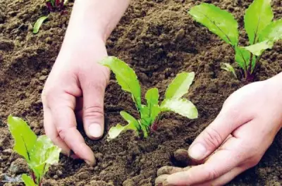 الحرب الأمريكية الإسرائيلية على إيران تهدد الأمن الغذائي العالمي عبر أزمة الأسمدة