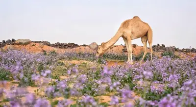 بداية فصل الربيع فلكياً اليوم في السعودية بعد انتهاء فصل الشتاء