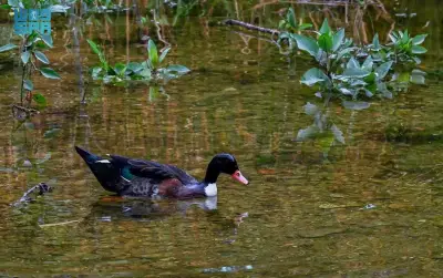 تدفق مياه الأمطار ينعش وادي الحمدة بالباحة ويعزز جاذبيته السياحية
