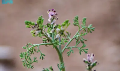 فوميتوري الأوراق الدقيقة: الإزهار الهادئ الذي يعلن قدوم الربيع في المناطق الشمالية