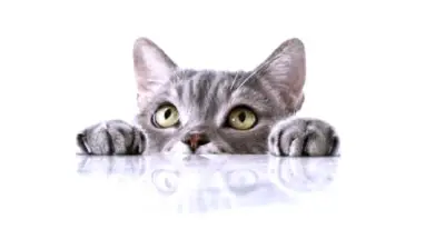 دراسة علمية تكشف رابطاً جينياً مشتركاً بين السرطان لدى البشر والقطط