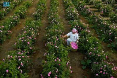 السعودية تطلق مشاريع زراعية ضخمة في جازان لتعزيز الأمن الغذائي والتنمية المستدامة