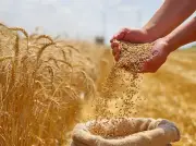 القمح القصيمي: منتج استراتيجي يعزز الأمن الغذائي ويغذي المطبخ الشعبي والصحة العامة