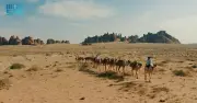 الإبل: رفيقة الإنسان في الصحراء ورمز الهوية السعودية الأصيل