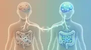 دراسة علمية تكشف دور شيخوخة الأمعاء وميكروباتها في تدهور الذاكرة وإمكانية عكسها