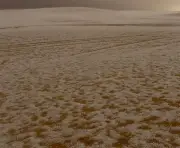 هجرة الطويلة بالأحساء تكتسي بجمال الأمطار وانخفاض الحرارة في أجواء شتوية ساحرة