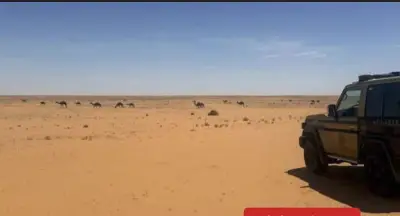 الأمن البيئي يضبط مواطنًا لرعي 20 من الإبل في محمية الإمام عبدالعزيز الملكية