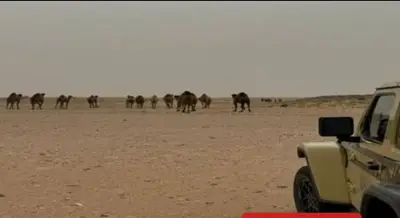 ضبط مواطن مخالف لنظام البيئة لرعيه 50 متنًا من الإبل في محمية الإمام عبدالعزيز