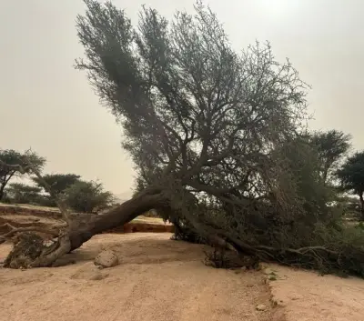 وزير الصحة السعودي يعلن عن إطلاق برنامج وطني للكشف المبكر عن السرطان