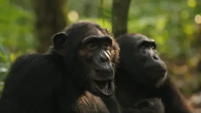 حرب أهلية نادرة بين قردة الشمبانزي في أوغندا: دراسة تكشف عن استقطاب واغتيالات سياسية في مجتمع 'نغوغو'