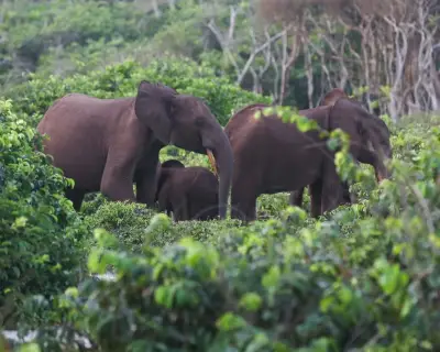 وفاة صياد أمريكي دهساً تحت أقدام الفيلة في أدغال الغابون