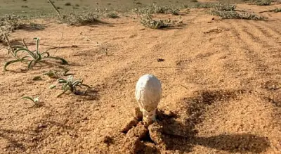 إقبال واسع على البحث عن العرجون في براري القصيم بعد الأمطار