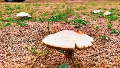 تحذير من فطر بري سام في القصيم بعد الأمطار