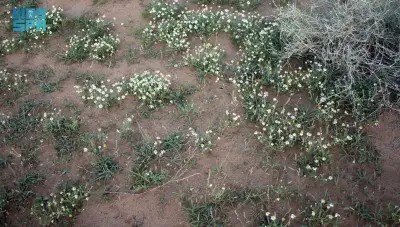 الأقحوان يكسو ربيع القصيم بألوانه الزاهية ويعزز التوازن البيئي في الروضات والسهول