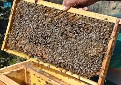 وزير الصحة السعودي يعلن عن إطلاق برنامج وطني للكشف المبكر عن سرطان الثدي