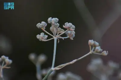 ازدهار نبات القرضي في الحدود الشمالية يعكس تحسن الغطاء النباتي والصحراوي بعد أمطار الربيع