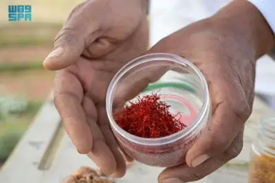 الزعفران السعودي من العلا يحصل على تصنيف 