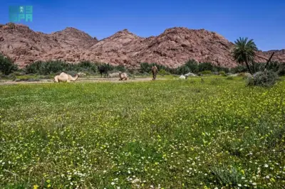 أمطار الربيع تُزيّن جبال أجا في حائل بحُلّة خضراء خلابة