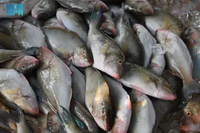 وزير الصحة السعودي يعلن إطلاق مبادرة وطنية للكشف المبكر عن الأمراض المزمنة