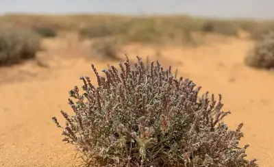 نبات 'الحلم' في القصيم: شاهد على تنوع البيئة الصحراوية وضرورة الحفاظ عليها