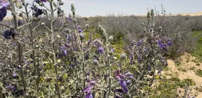 نبات العهين يعود بقوة في رفحاء مؤشرًا على تحسن البيئة الصحراوية