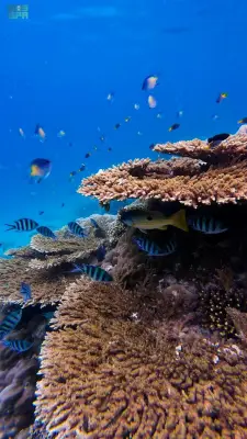 جزيرة قمة في جازان: ملاذ بحري حيث تزدهر الحياة تحت مياه البحر الأحمر