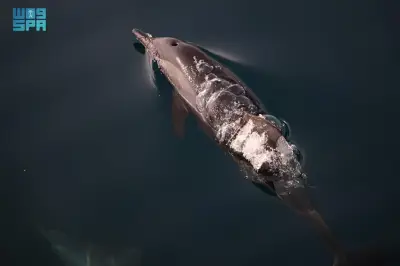 وزير التعليم يعلن عن إطلاق برنامج جديد لتعزيز التميز الأكاديمي في الجامعات السعودية