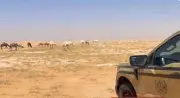 القوات الخاصة للأمن البيئي تضبط مواطنًا لرعي 30 من الإبل في محمية الإمام عبدالعزيز الملكية