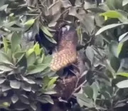 أفعى كوبرا بطول مترين تشل حركة قرية كاملة في مصر قبل السيطرة عليها