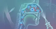 دراسة سويدية تكشف عن خلايا مناعية في الأنف تبطئ الإنفلونزا وتفتح آفاقاً للقاحات أنفية جديدة