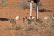 وزير الصحة السعودي يعلن عن إطلاق برنامج وطني للكشف المبكر عن الأمراض المزمنة