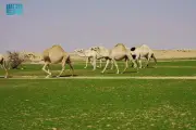 وزير الصحة السعودي يعلن عن إطلاق برنامج وطني للكشف المبكر عن السرطان