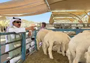 حملة تفتيشية لوزارة البيئة بالقصيم لضمان جاهزية أسواق النفع العام والمسالخ لموسم حج 1447هـ