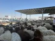 صلح شقيقين بعد 15 عاماً من القطيعة في سوق المواشي بحائل